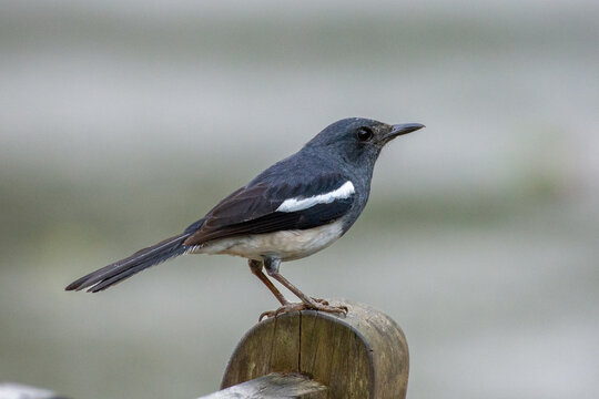 Oriental Magpie Robin (Copsychus saularis) perched on a post in Singapore.