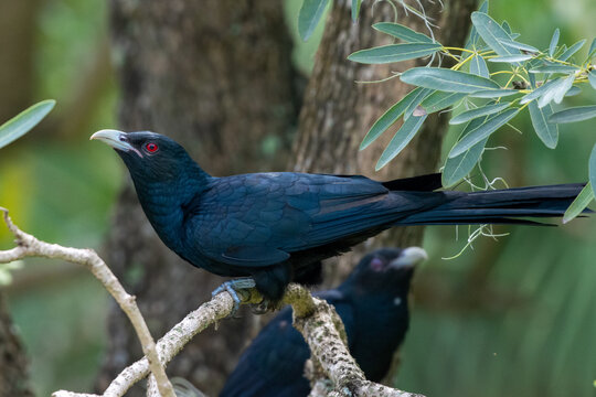 Male Asian Koel (Eudynamys scolopaceus) with striking red eyes perched in a tree.