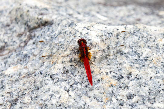 Rufous Marsh Glider (Rhodothemis rufa) dragonfly resting in Singapore.