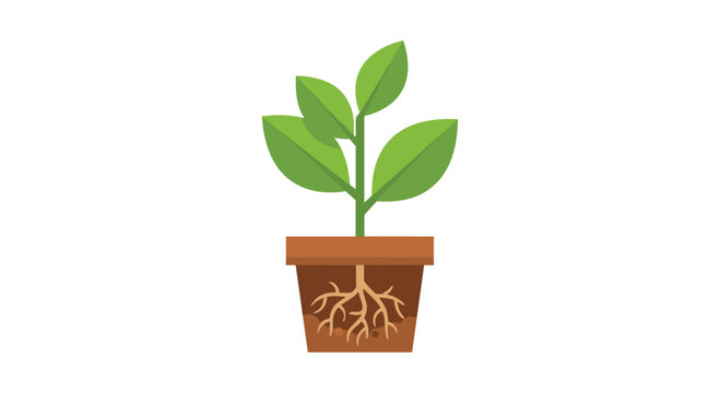 A young plant with green leaves and visible roots grows in a square brown pot against a plain white background.