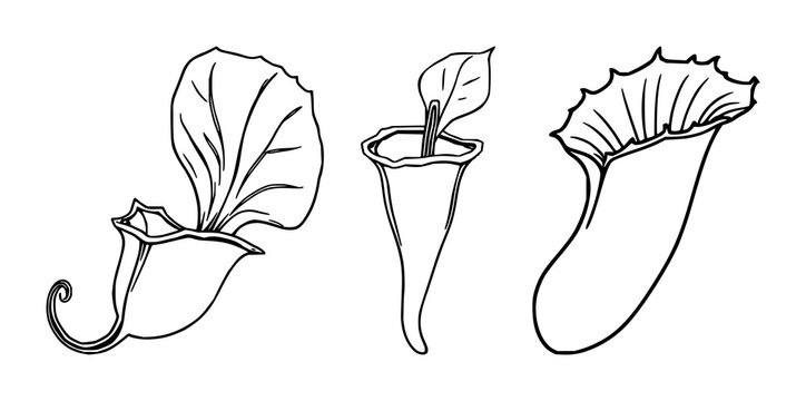 Venus flytrap set with closed black line art featuring carnivorous plant, botanical illustration, nature with minimalism and white background
