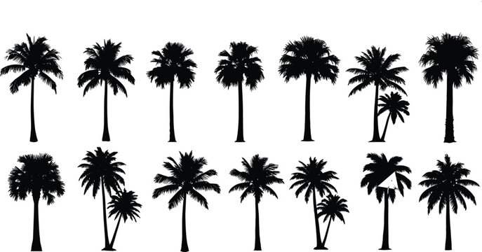 A comprehensive collection of diverse palm tree silhouettes set against a white background featuring various tropical coconut and date palm species for summer designs.