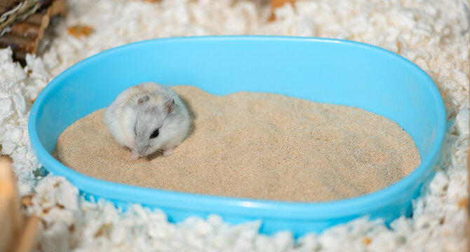 Funny dwarf hamster is lying on bathing sand in blue bathtub, side view