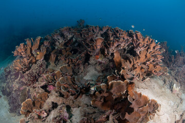 Salad Corals © Dindo Bibera Nueza 