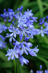Schmucklilien (Agapanthus) mit blauen Blüten  © Aggi Schmid
