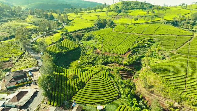 Terraced farmland hills green agricultural landscape