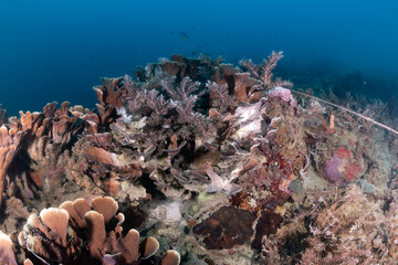 Salad Corals © Dindo Bibera Nueza 