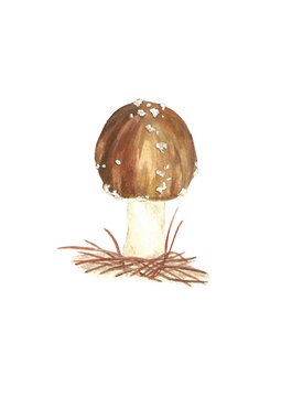 watercolor handpainted mushroom fungi ampacaw brown cap