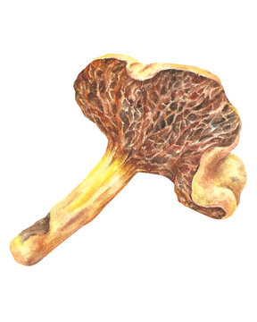 watercolor handpainted mushroom fungi detailed realistic dakino