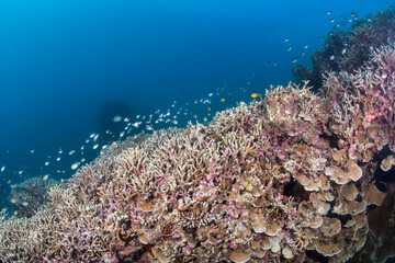 Coral Reef © Dindo Bibera Nueza 