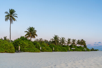 palm trees on the beach © Amane
