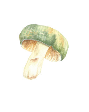 watercolor handpainted mushroom fungi green organic kaputan