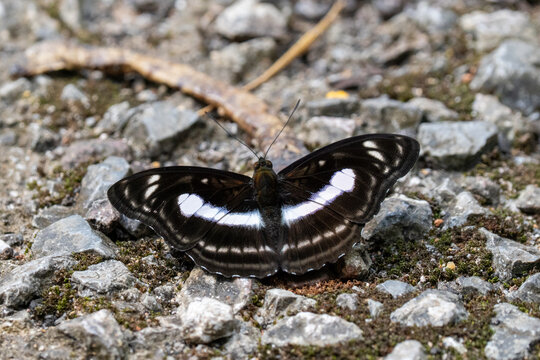 Staff Sergeant butterfly (Athyma selenophora) in Thailand.