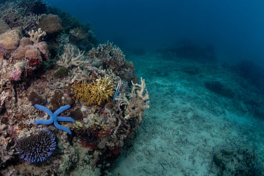 Seascape with Mimic blenny