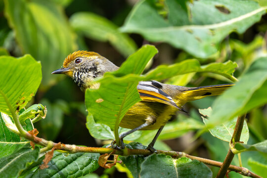 Chestnut-tailed Minla (Chrysominla strigula) in the Thai mountains.