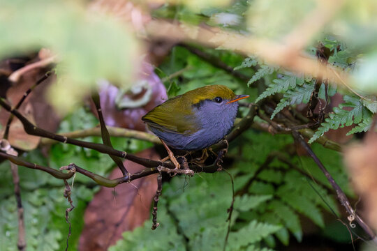 Slaty-bellied Tesia (Tesia olivea) in deep Thai forest.