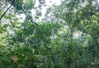 Fototapeta premium Lush rainforest feel with layered shrubs and towering trees. Sunlit greenery fills a deep woodland panorama. Dense vegetation forms a rich natural background
