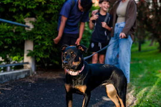 Close up of Kelpie dog standing on paved path with leash held by a woman talking to her sons