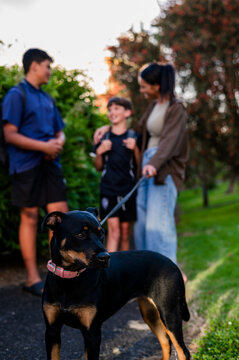 Close up of Kelpie dog standing on paved path with leash held by a woman talking to her sons