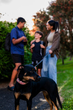 Close up of Kelpie dog standing on paved path with leash held by a woman talking to her sons