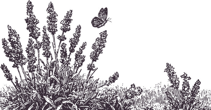 Lavender plants with butterfly flying above, detailed botanical illustration in black ink