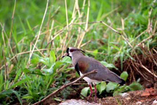 ave quero quero - Vanellus chilensis  