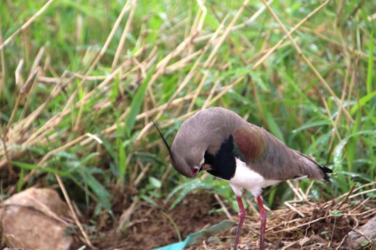 ave quero quero - Vanellus chilensis  