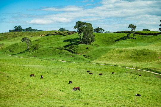 Cows grazing on lush green grass in open fields. Rolling hills and trees are under a clear sky