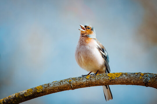 Male Common chaffinch (Fringilla coelebs) singing. Close-up portrait, perched on branch, blue background, open mouth, spring song, garden bird, songbird, sharp focus, sunny weather.