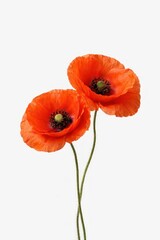 Fototapeta premium Vibrant poppies on white background.