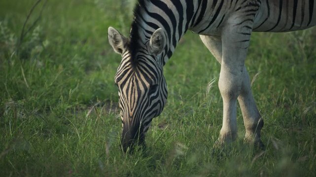 Close up of wild zebra eating grass on African savanna in a national park during a safari, striped mammal grazing in natural habitat in southern Africa