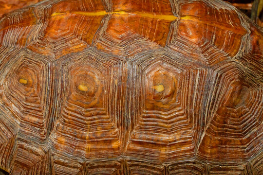 Mexican spotted wood turtle, Rhinoclemmys rubida, Carapace scutes