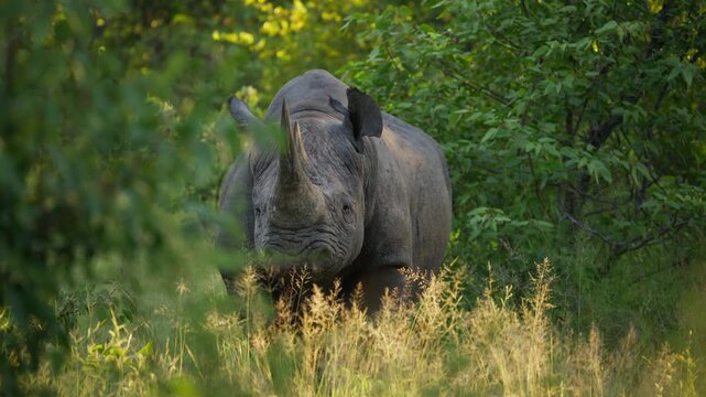 Black rhinoceros stands in green forest looking at camera in Namibian game reserve, majestic and critically endangered animal in natural habitat