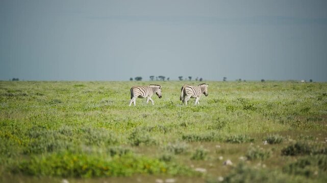 Three wild plains zebras walking and grazing in expansive green grasslands of Etosha National Park, wildlife sanctuary and iconic tourist destination in Africa