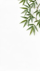 Obraz premium Bamboo Branch with Green Leaves Isolated on White Background