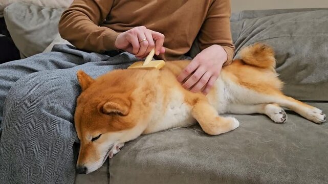 Person brushes a sleeping Shiba Inu dog on a couch. The dog has a thick, orange coat and is relaxed. The person is wearing a brown sweater and is focused on grooming.
