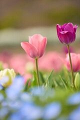 Obraz premium Colorful tulips blooming in spring in Japan