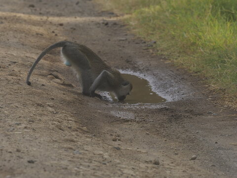 Monkey drinking water from a small puddle on a dirt road in a natural environment. The image captures a simple yet authentic moment of animal behavior, highlighting survival and adaptation in the wild