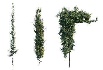 Fototapeta premium english ivy set of vertical climbers (hedera helix, common ivy, european ivy) isolated PNG on a transparent background premium nature cutout