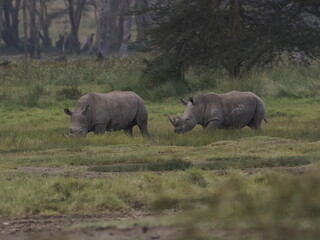 Fototapeta premium A rhinoceros grazing in tall savannah grass with oxpecker birds on its back, illustrating a natural symbiotic relationship in the African ecosystem. 