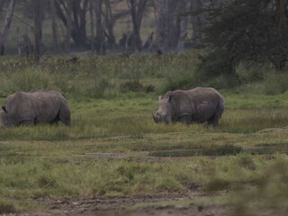 Fototapeta premium A rhinoceros grazing in tall savannah grass with oxpecker birds on its back, illustrating a natural symbiotic relationship in the African ecosystem. 