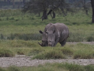 Obraz premium A white rhinoceros walks across dry ground in its natural African habitat. The image highlights the animal’s massive body, thick skin, and iconic horn, symbolizing strength, survival, and wildlife con