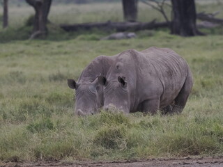 Obraz premium A white rhinoceros walks across dry ground in its natural African habitat. The image highlights the animal’s massive body, thick skin, and iconic horn, symbolizing strength, survival, and wildlife con