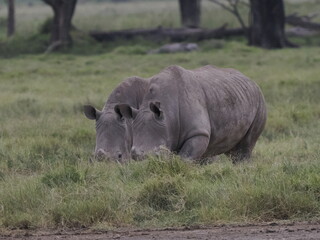 Fototapeta premium A white rhinoceros walks across dry ground in its natural African habitat. The image highlights the animal’s massive body, thick skin, and iconic horn, symbolizing strength, survival, and wildlife con