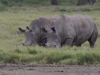 Obraz premium A white rhinoceros walks across dry ground in its natural African habitat. The image highlights the animal’s massive body, thick skin, and iconic horn, symbolizing strength, survival, and wildlife con