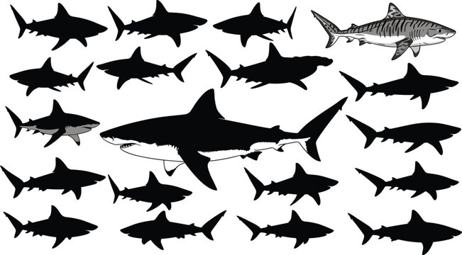 Shark silhouette collection, marine predator set, ocean wildlife fish, underwater animals, great white shark poses, sea life vector illustration