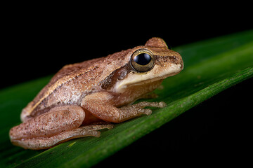 Obraz premium Close-up of a frog sitting on a green leaf, showcasing its detailed skin texture and vibrant colors, highlighting the beauty of nature and wildlife.