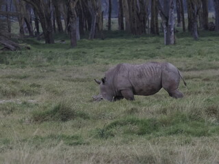 Obraz premium A white rhinoceros walks across dry ground in its natural African habitat. The image highlights the animal’s massive body, thick skin, and iconic horn, symbolizing strength, survival, and wildlife con