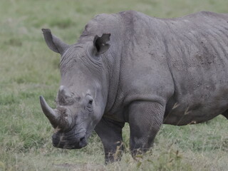 Obraz premium A white rhinoceros walks across dry ground in its natural African habitat. The image highlights the animal’s massive body, thick skin, and iconic horn, symbolizing strength, survival, and wildlife con