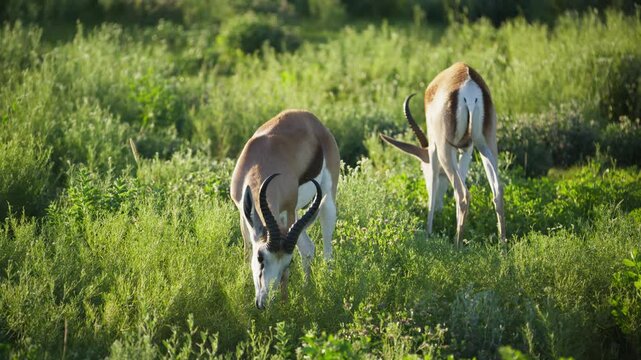 Pair of springbok antelopes grazing on green savanna meadow in a Namibian National Park with large horns, wild animals in natural african habitat